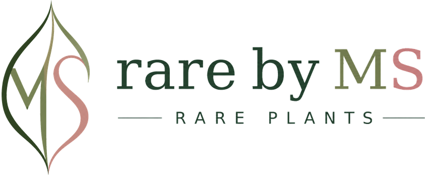 rare by MS