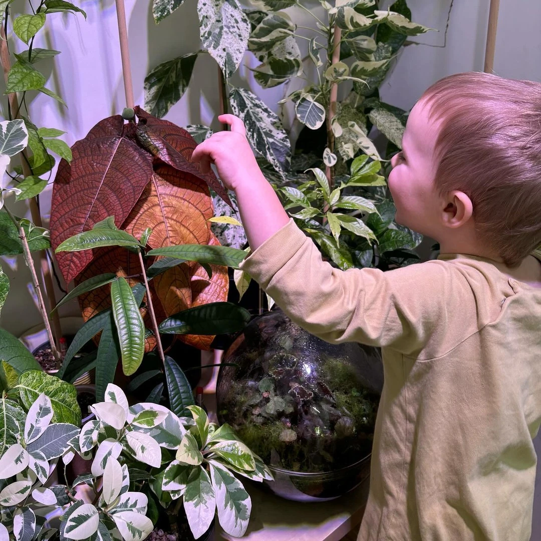 Rare ornamental foliage