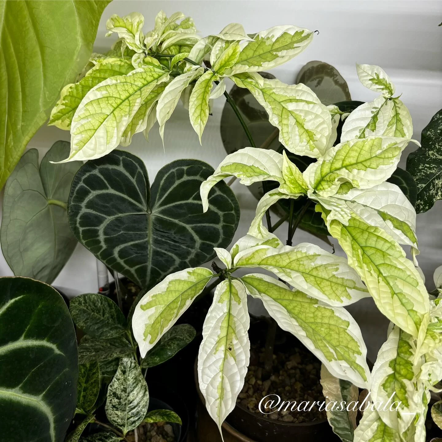 Variegated foliage and anthurium