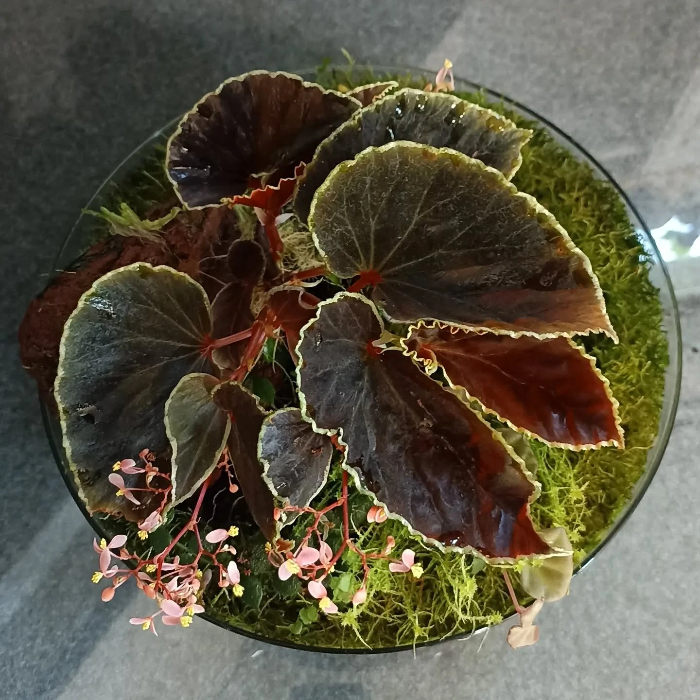 Begonia terrarium composition